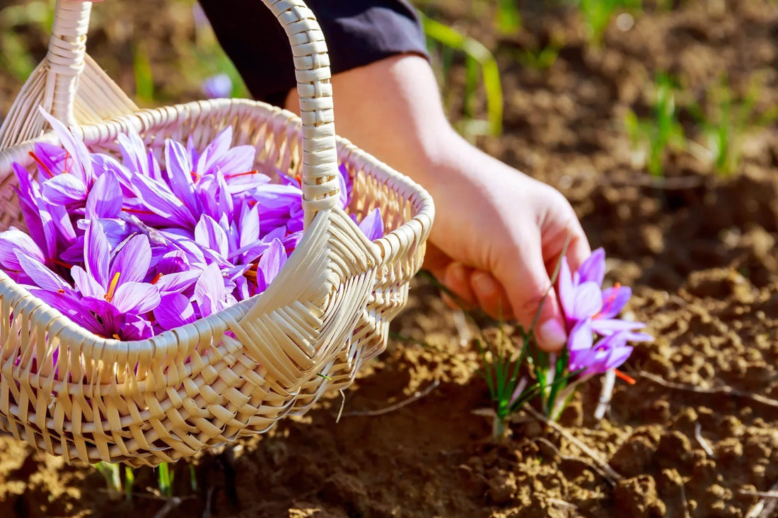 7 Amazing Benefits of Saffron: Boost Male Vitality and Overall Health Naturally