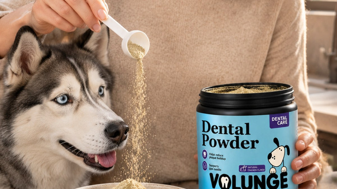 Can You Add Dog Dental Powder to Wet Food? What to Check First